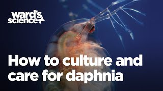 Caring and Culturing for Daphnia [upl. by Yehsa]