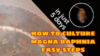 How to Culture Magna Daphnia Easily [upl. by Kenlay478]