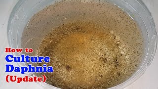 How to Culture Daphnia Update with ZERO Cost  Unlimited Live Food for Our Fish [upl. by Neala671]