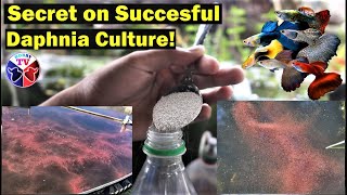 How to Culture Daphnia Successfully [upl. by Llerat427]