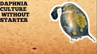 HOW TO CULTURE DAPHNIA NATURALLY WITHOUT A STARTER [upl. by Greg]