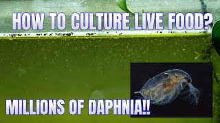 How to Culture Daphnia Secret Method to Breed MILLIONS  Simply Aquatic [upl. by Amuh]