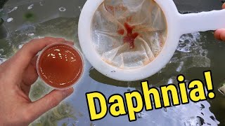 How I Culture Daphnia In Outdoor Tubs [upl. by Koziara]