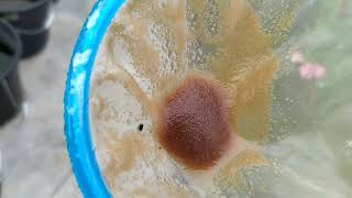 How to culture daphnia moina in a small container Part 1 English Subtitle [upl. by Nordek]