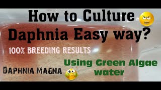 Daphnia MagnaHow to Culture Daphnia Easy wayCulturing Daphnia using Green water Daphnia [upl. by Nahguav]