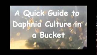 How to culture daphnia outside [upl. by Tebasile]