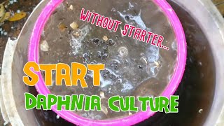 How to culture daphnia moina the easy way 1  Starting the Daphnia culture [upl. by Anitram20]