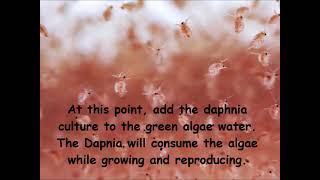 Daphnia  How to grow daphnia in your home [upl. by Pacificas284]