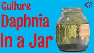 How to Culture Daphnia in a Jar [upl. by Neo]