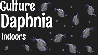 How to Culture Daphnia [upl. by Laurens]