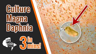 How to culture DAPHNIA MAGNA  The easy way [upl. by Fahey441]