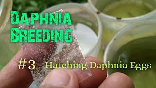 Daphnia Culture made simple and easy 3  Hatching Daphnia eggs [upl. by Olette]