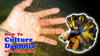 How to Culture Daphnia with ZERO Cost  Unlimited Live Food For Our Fish [upl. by Goodspeed]