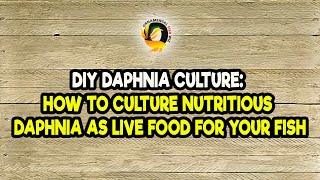 DIY Daphnia Culture How to Culture Nutritious Daphnia as Live Food for Your Fish [upl. by Clintock]