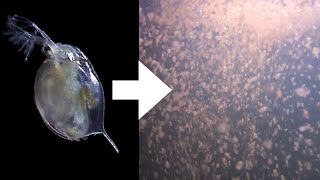 How I Culture Daphnia [upl. by Thay782]