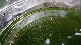 DAPHNIA MOINA CULTURE IN A SMALL BUCKET [upl. by Eceinej152]