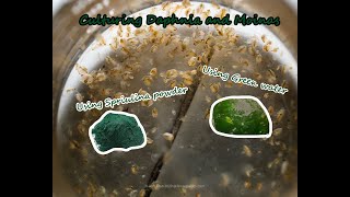 How To Culture Daphnia and Moinas using Green Water Spirulina powder [upl. by Eneli]