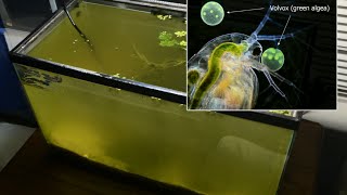 Raising Daphnia for the Freshwater Aquarium [upl. by Lon]