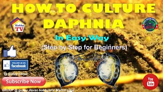 HOW TO CULTURE DAPHNIA In Easy Way [upl. by Attenyt871]